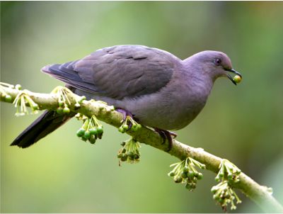 Pomba silvestre que inspirou o nome da cidade de Amargosa, valorizada historicamente apesar do sabor amargo da carne